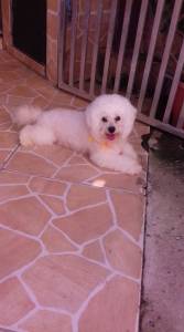 Bichon Frise