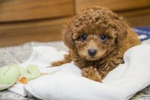 Poodle