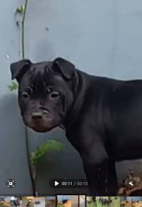 FILHOTE MACHO DE STAFFORDSHIRE BULL TERRIER