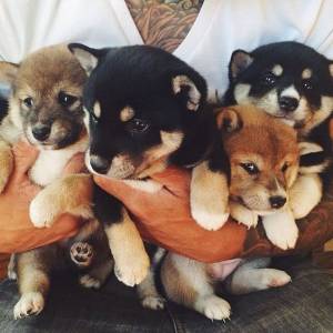 Lindos Filhotes de Shiba Inu