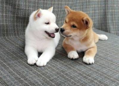 Lindos Filhotes de Shiba Inu