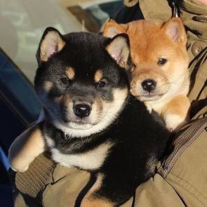 Lindos Filhotes de Shiba Inu