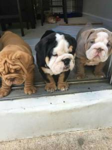 Bulldog Ingls  lindos bebes disponiveis