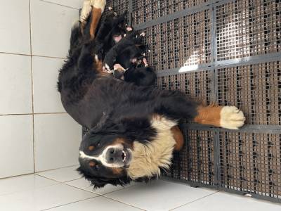 Bernese top Bernese top