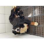 Bernese Mountain Dog Bernese top