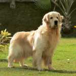 Golden Retriever Golden top Rio de Janeiro Petrpolis