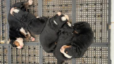 Filhotes top de Bernese Filhotes top de Bernese