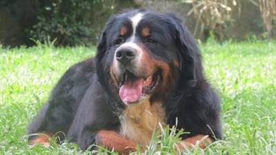 Filhotes de Bernese