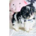 Spitz Alemo Spitz Alemo Macho Branco