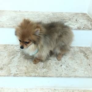 SPITZ ALEMO ANO LULU LINDO MACHO BAIXEI O VALOR PARC DEZ X ENTREGO HOJE CHAMA NO ZAP
