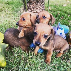 BASSET MINI TECKEL MACHOS  DOURADO PARC DEZ X ENTREGO HOJE CHAMA NO ZAP