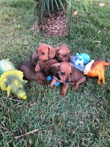 BASSET MINI TECKEL MACHOS  DOURADO PARC DEZ X ENTREGO HOJE CHAMA NO ZAP