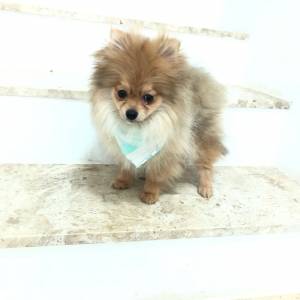 SPITZ MACHO ANO COM TRES VACINA CHIPADO PEDIGREE ENTREGO HOJE CHAMA NO ZAP