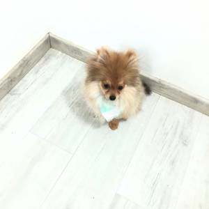 SPITZ MACHO ANO COM TRES VACINA CHIPADO PEDIGREE ENTREGO HOJE CHAMA NO ZAP