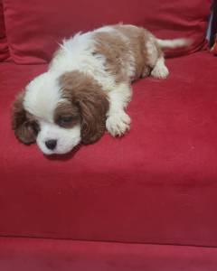 Cavalier King Charles Spaniel Fmea pedigree CBKC