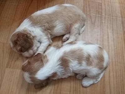 Cavalier King Charles Spaniel Fmea pedigree CBKC