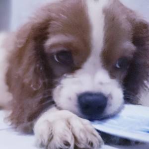 Cavalier King Charles Spaniel macho pedigree CBKC