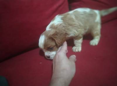 Cavalier King Charles Spaniel macho pedigree CBKC