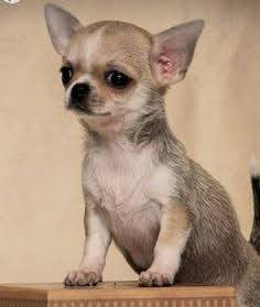Chihuahua miniatura Chihuahua miniatura