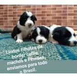 Border Collie Border collie filhotes machos e fmeas So Paulo So Paulo