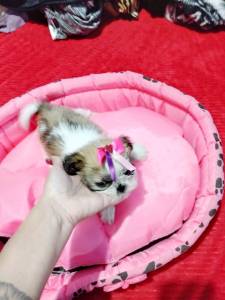 Shihtzu fmea linda a venda