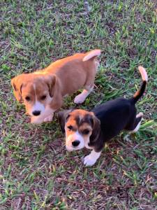 Filhotes de beagle machos e fmeas