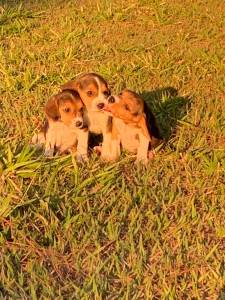Filhotes de beagle machos e fmeas