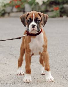 Boxer