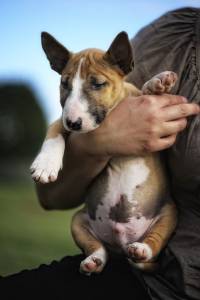 Bull Terrier