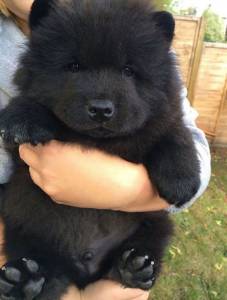 Chow - Chow