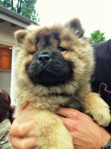 Chow - Chow