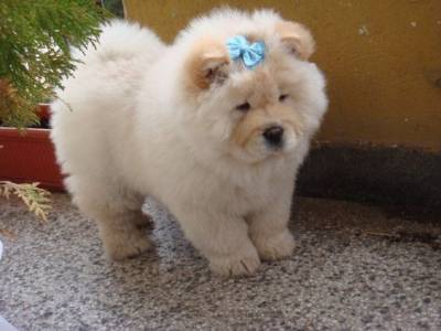 Chow - Chow