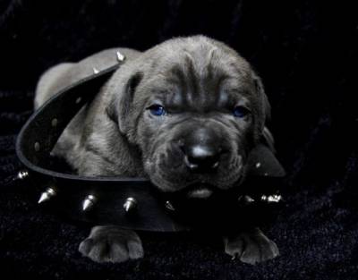 Cane Corso