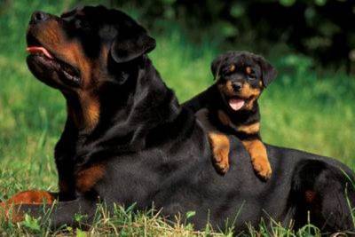 Rottweiler