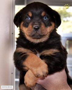 Rottweiler