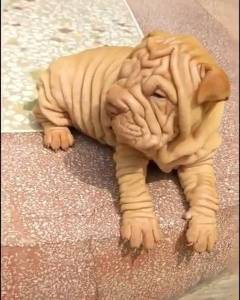 Sharpei