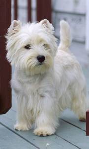 West Terrier