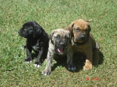 Fila Brasileiro