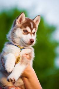 Husky Siberiano