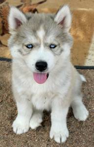 Husky Siberiano