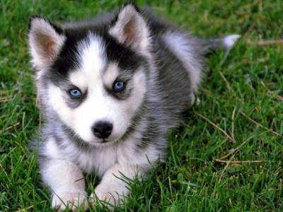 Husky Siberiano