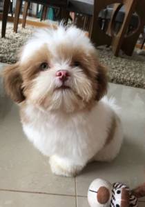 Lhasa Apso