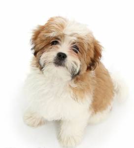 Lhasa Apso