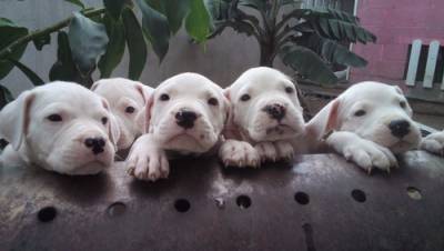 Dogo Argentino