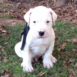 Dogo Argentino