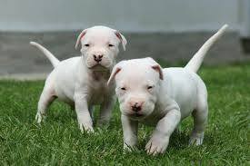 Dogo Argentino