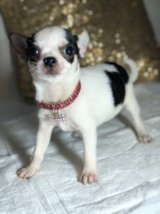 Chihuahua FEMEA TRICOLOR UM LUXO