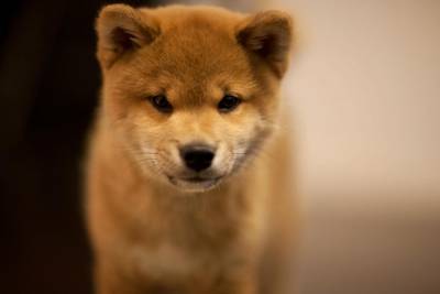 Akita Inu