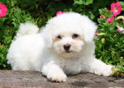 Bichon Fris