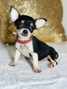 CHIHUAHUA PELO CURTO TEACUP FEMEA